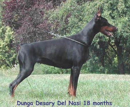CH. Dunga desary Del nasi